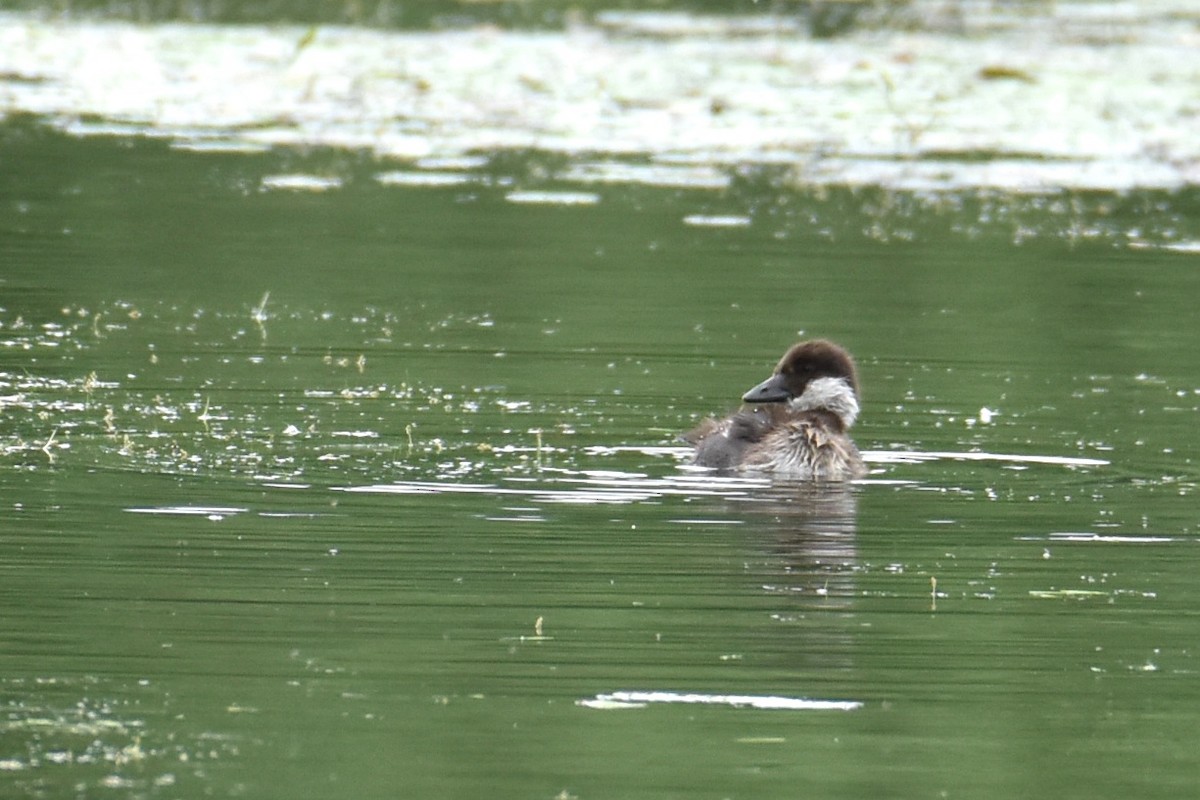 Common Goldeneye - ML619809775