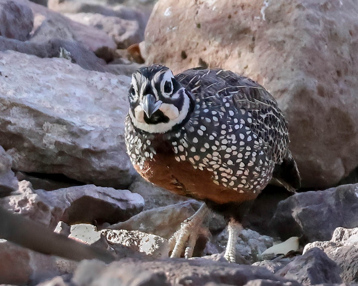 Montezuma Quail - ML619809776