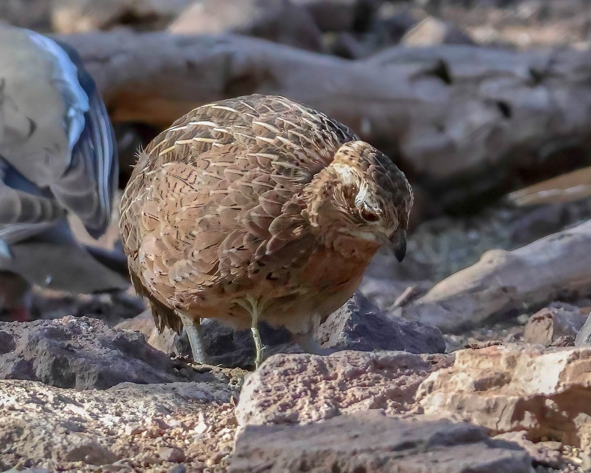 Montezuma Quail - ML619809779