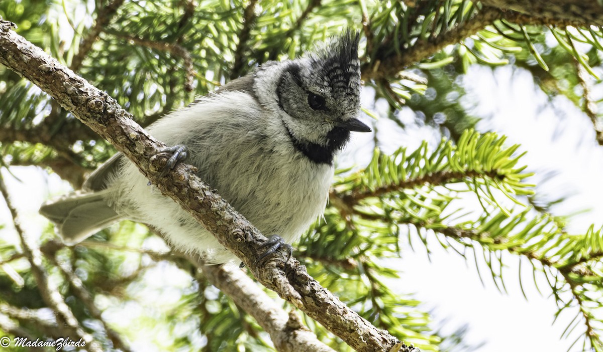 Crested Tit - ML619809781