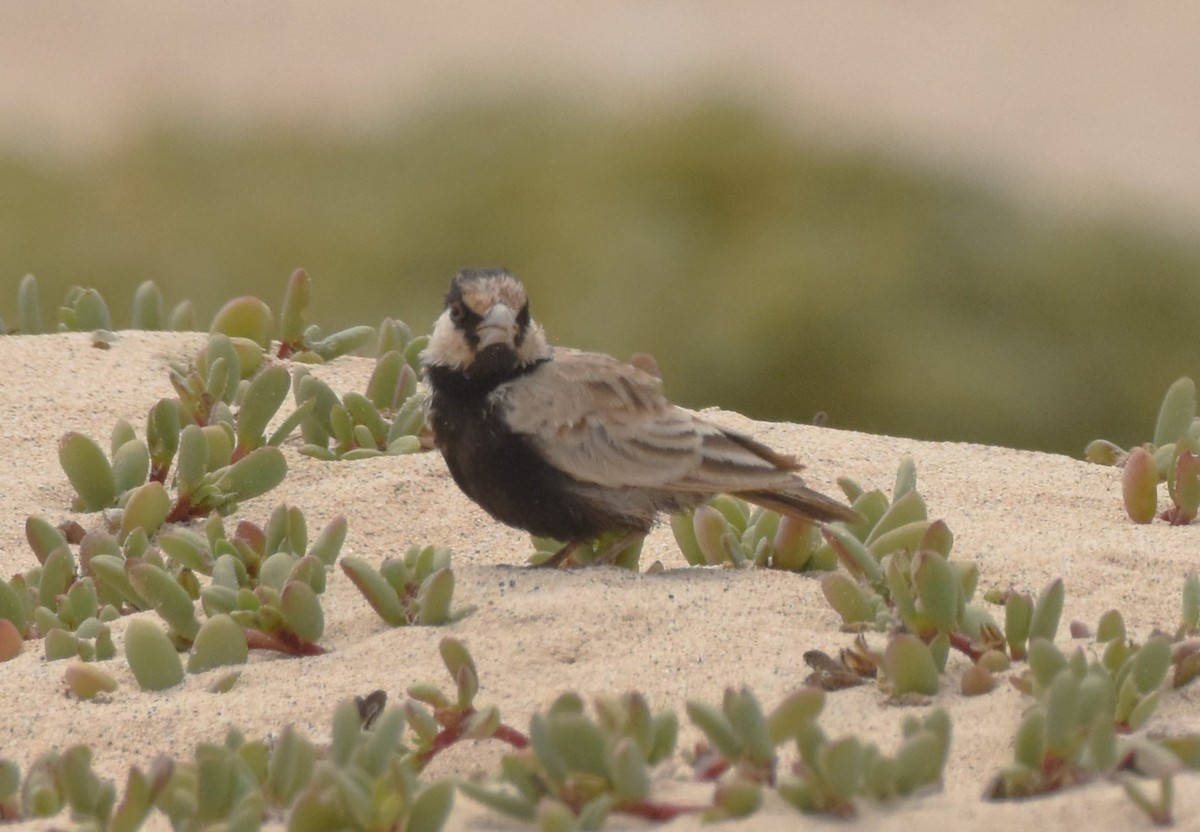 Black-crowned Sparrow-Lark - ML619809815