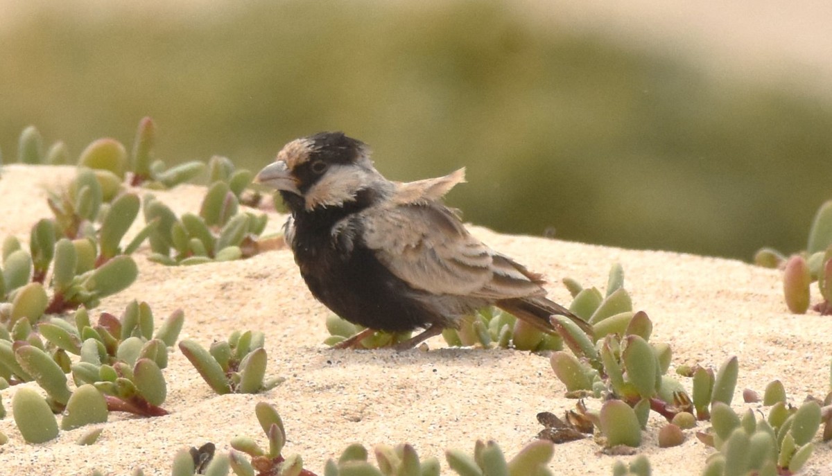 Black-crowned Sparrow-Lark - ML619809816