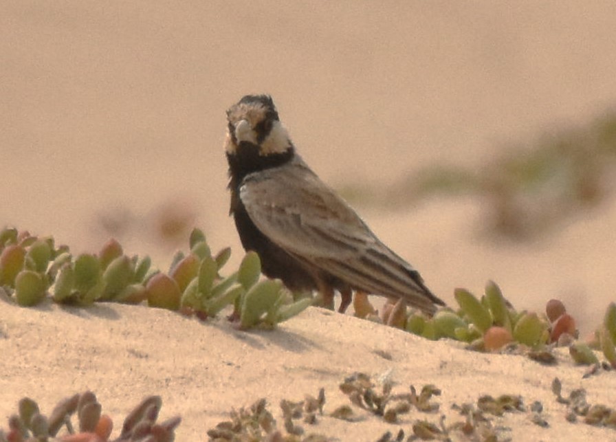 Black-crowned Sparrow-Lark - ML619809817
