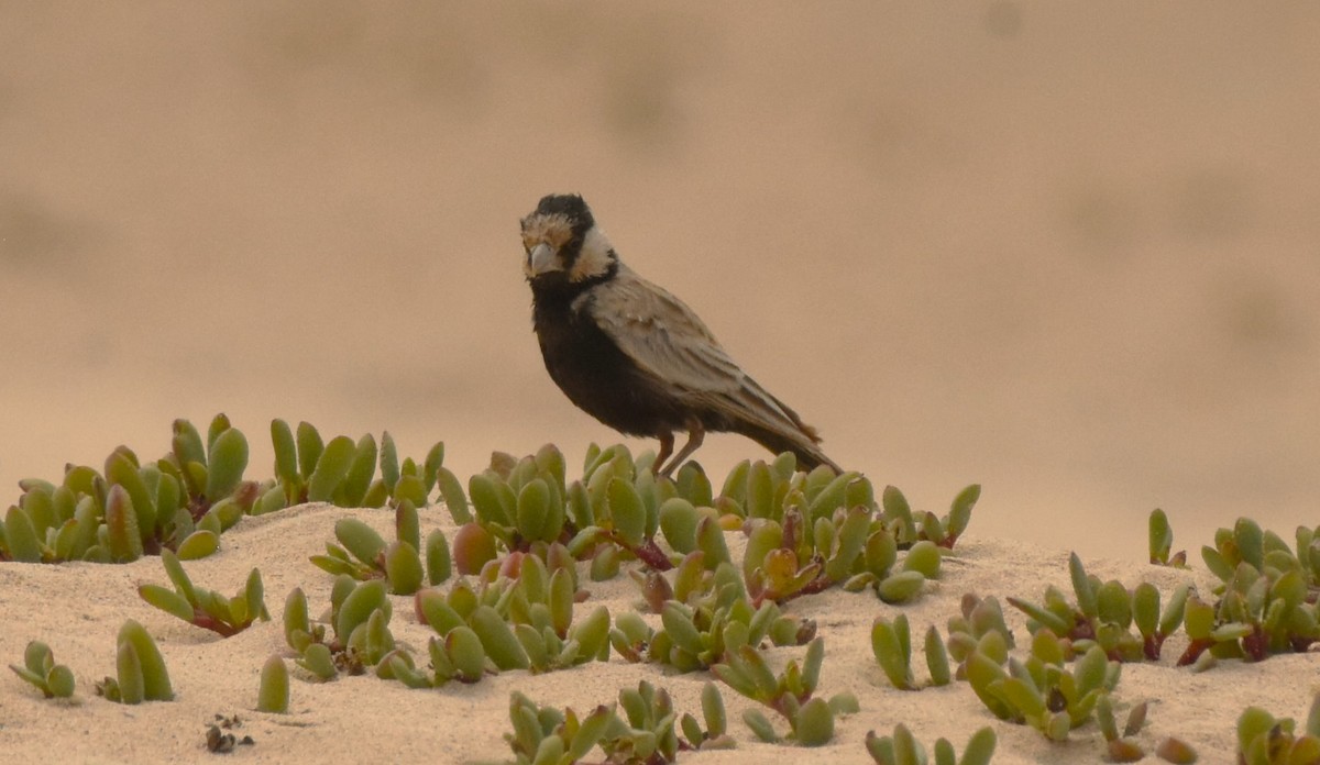 Black-crowned Sparrow-Lark - ML619809818