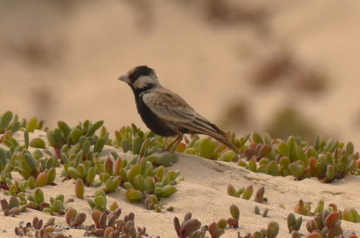 Black-crowned Sparrow-Lark - ML619809819