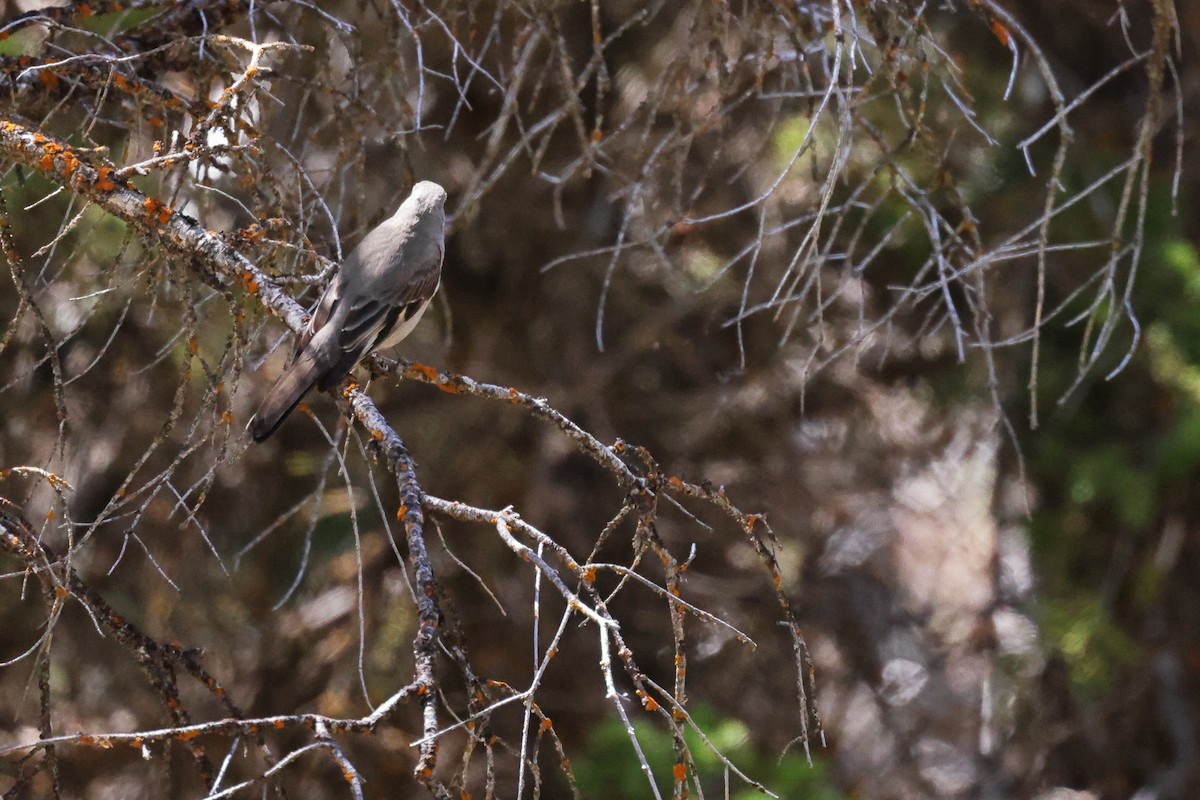 Townsend's Solitaire - ML619809821