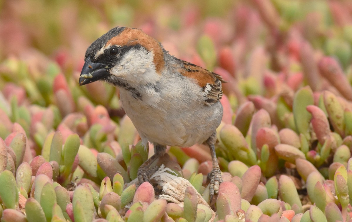 Cape Verde Sparrow - ML619809824