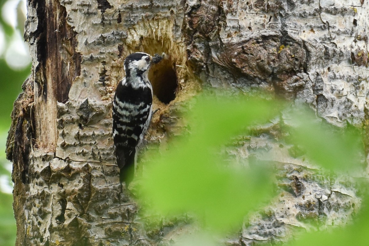 Lesser Spotted Woodpecker - ML619809829
