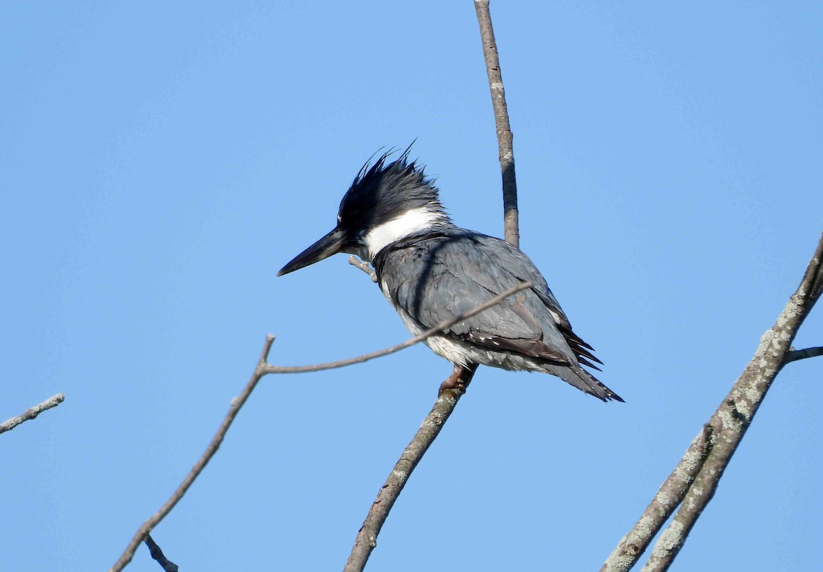 Belted Kingfisher - ML619809835