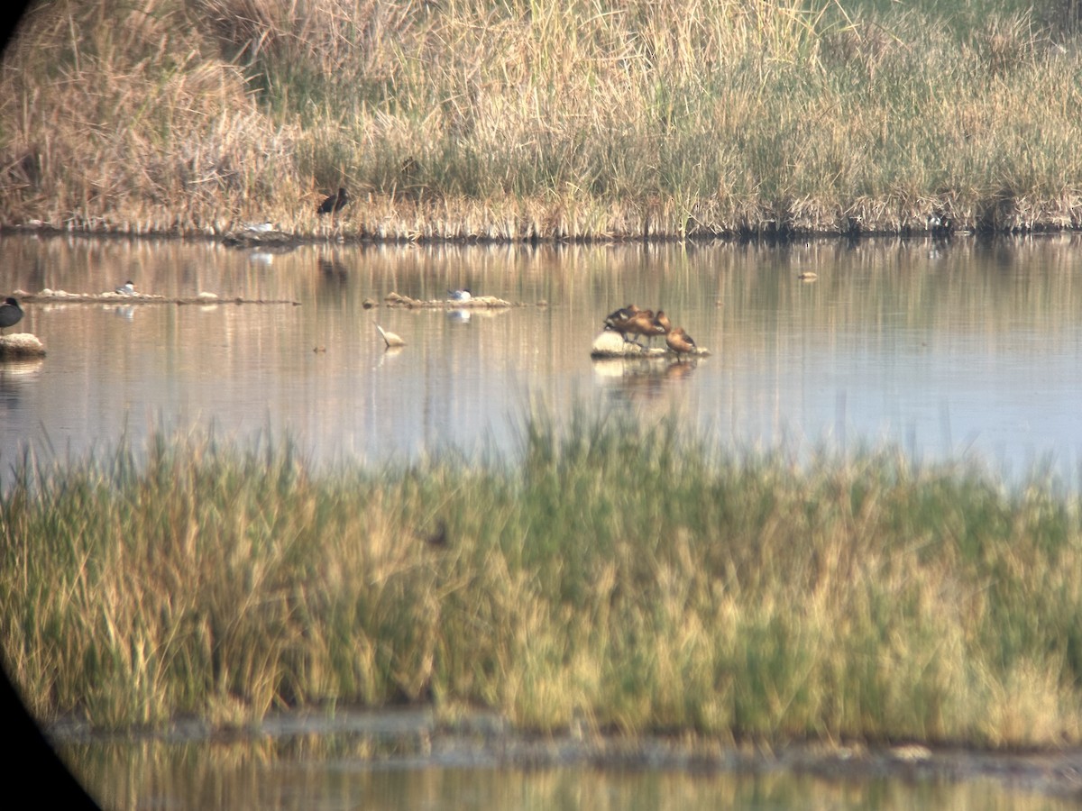 Fulvous Whistling-Duck - ML619809849