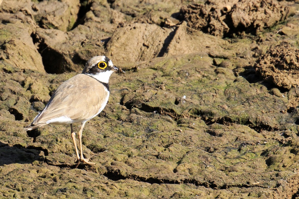 Little Ringed Plover - ML619809867