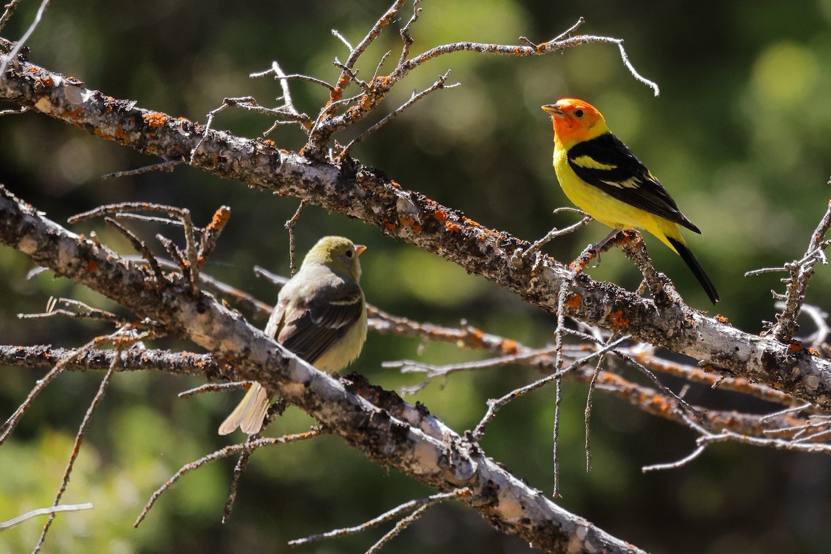 Western Tanager - ML619809888