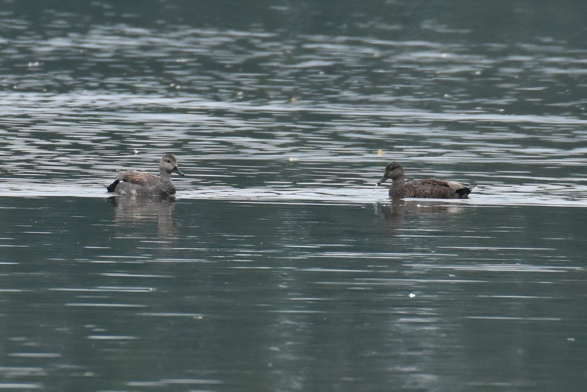 Gadwall - ML619809897