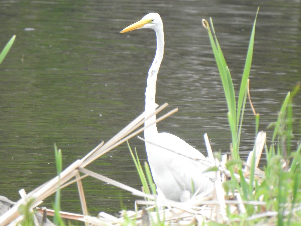 Great Egret - ML619809899