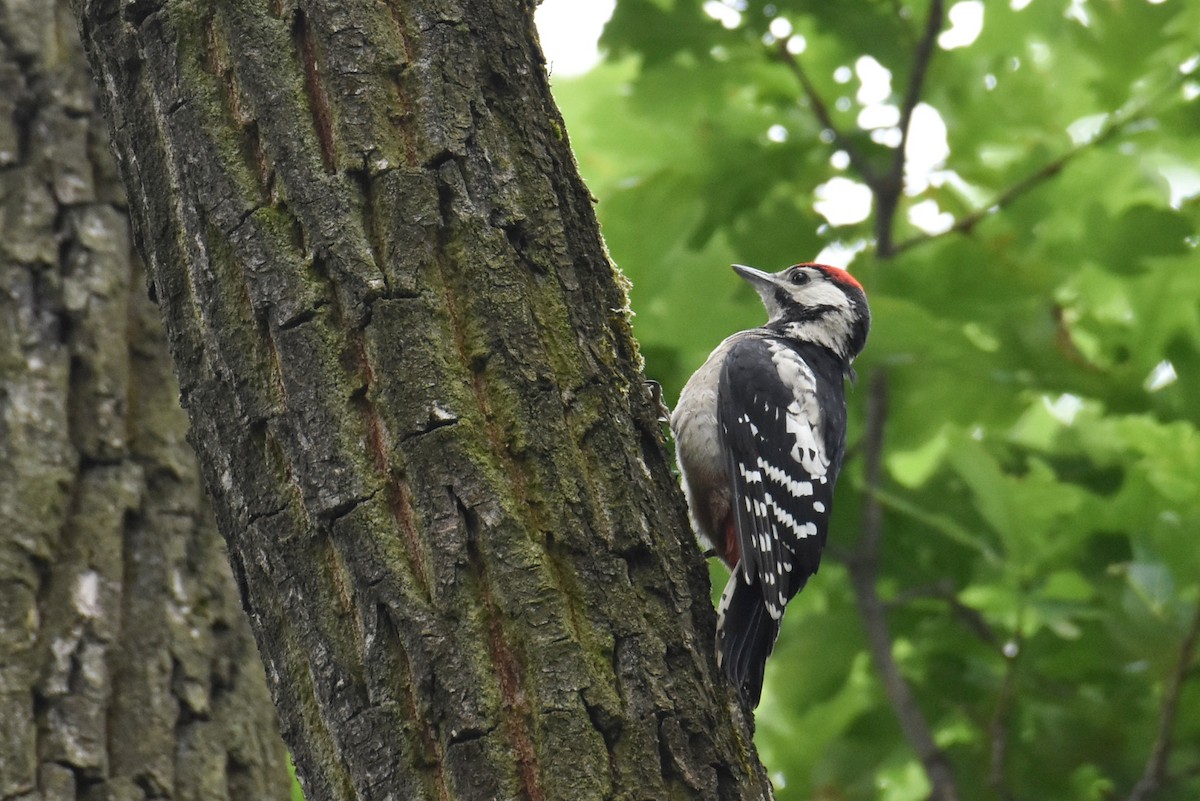 Great Spotted Woodpecker - ML619809902