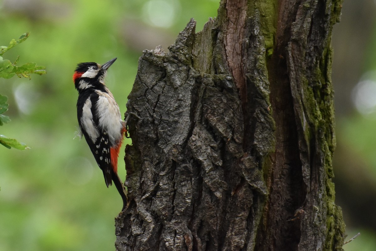 Great Spotted Woodpecker - ML619809903