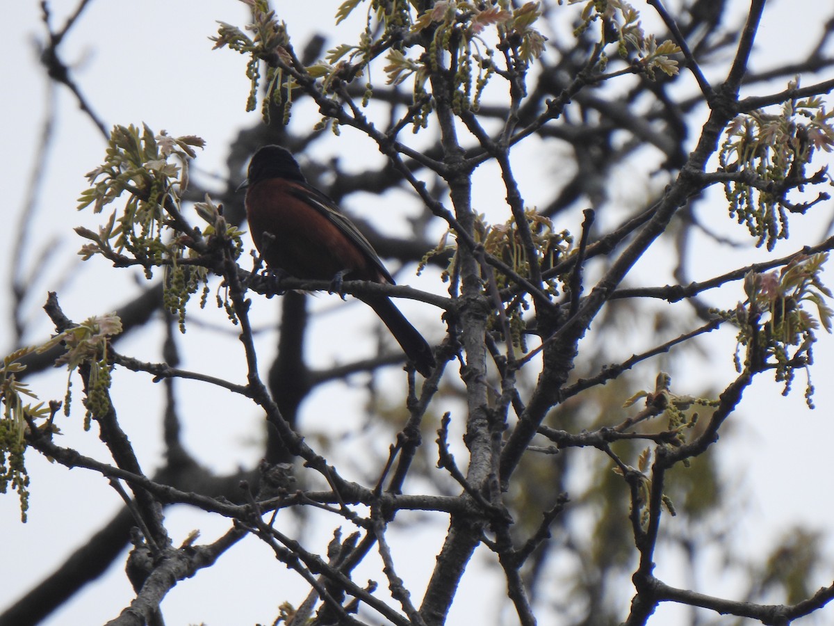 Orchard Oriole - ML619809904