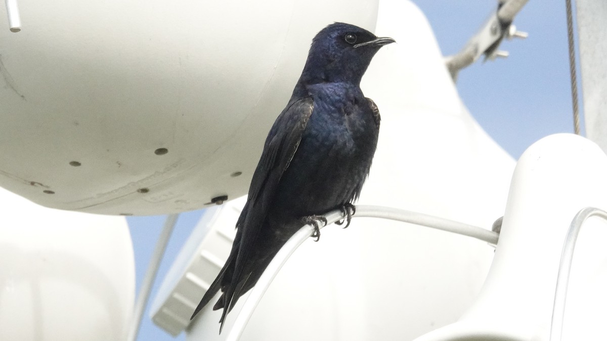 Purple Martin - Cynthia Ehlinger