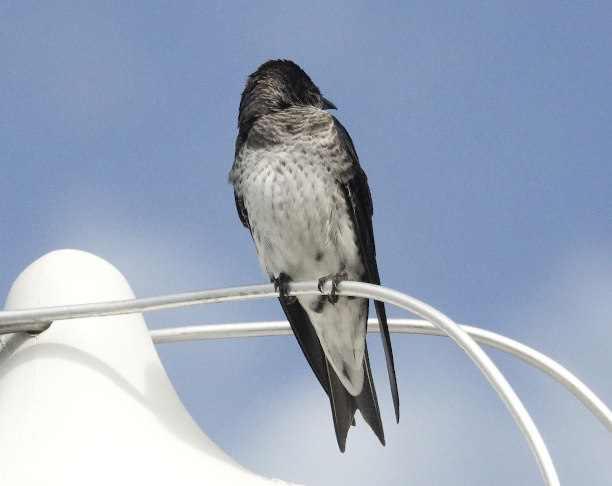 Purple Martin - ML619809918