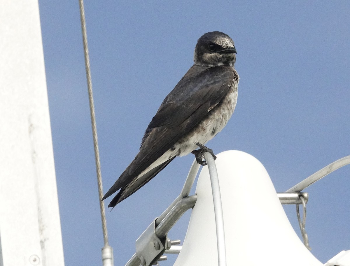 Purple Martin - ML619809920