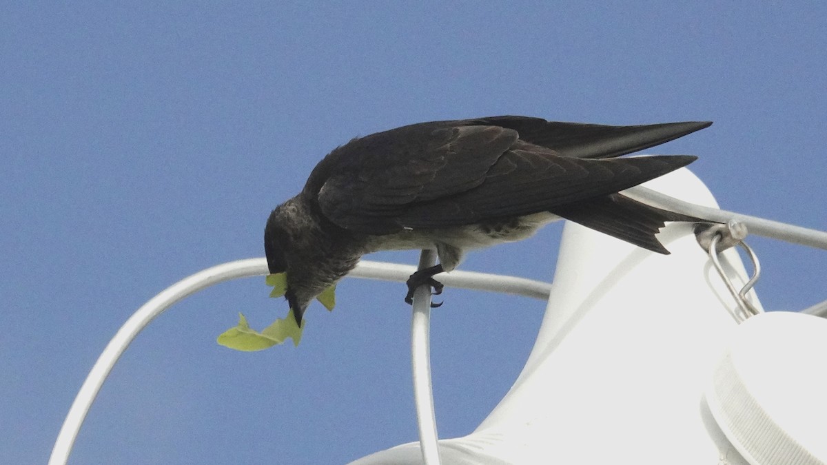 Purple Martin - ML619809921