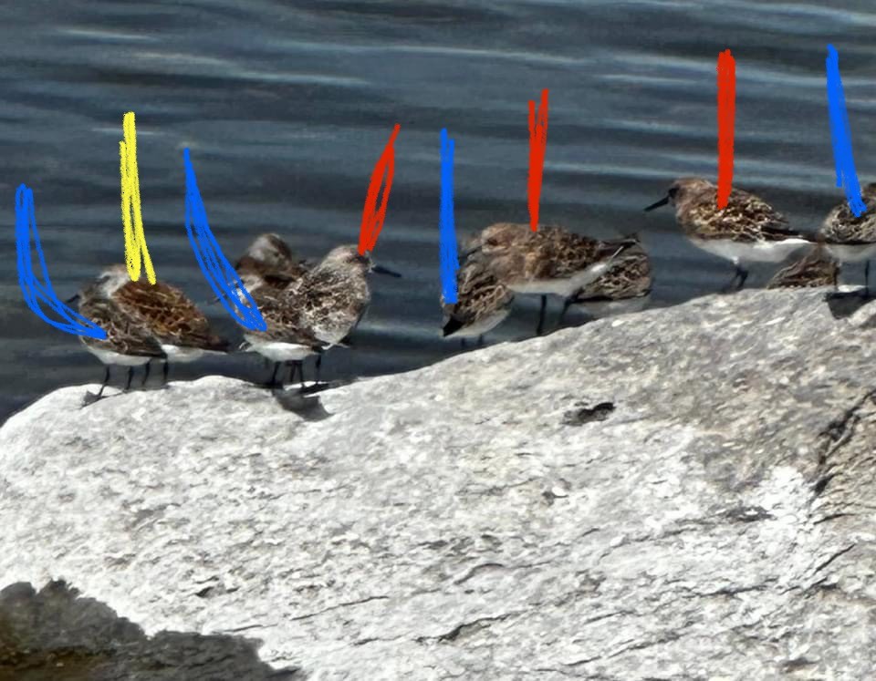 Semipalmated Sandpiper - ML619809923