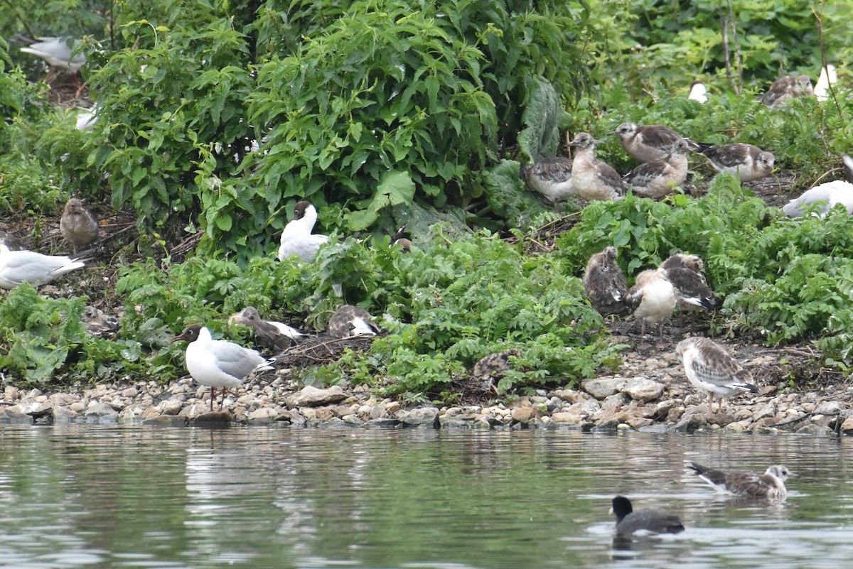 Black-headed Gull - ML619809924