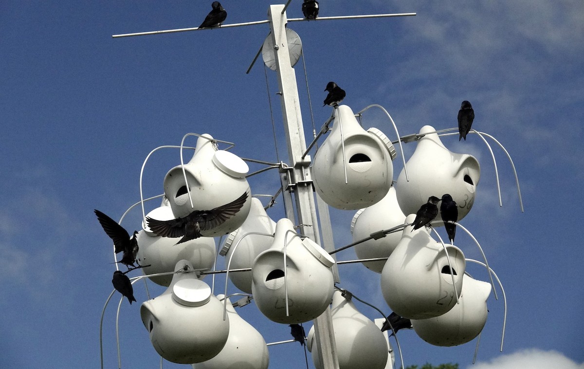 Purple Martin - ML619809925