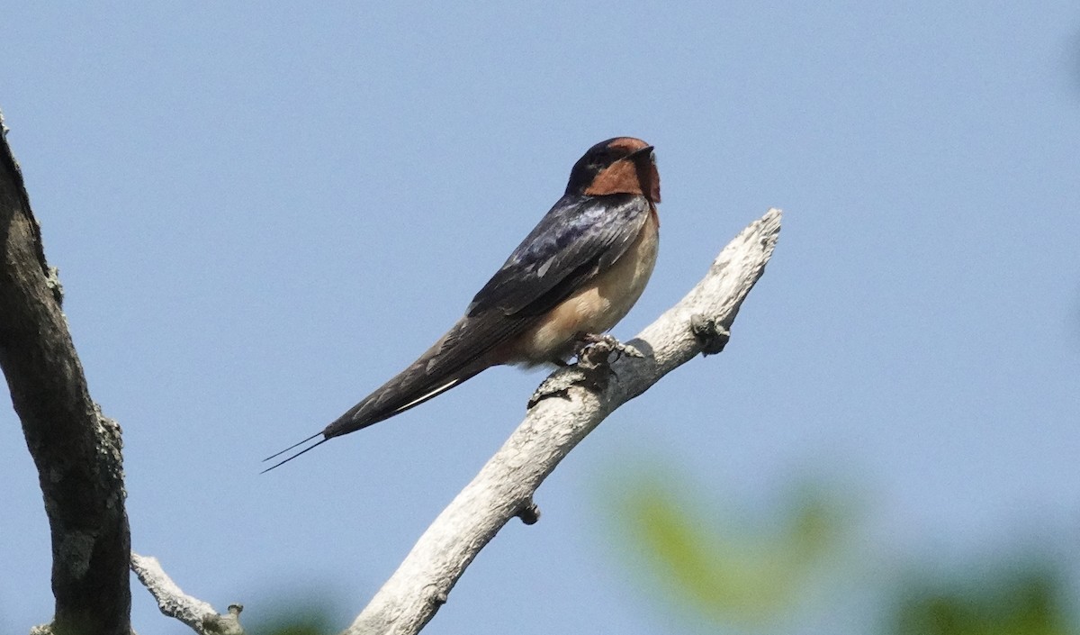 Barn Swallow - ML619809932