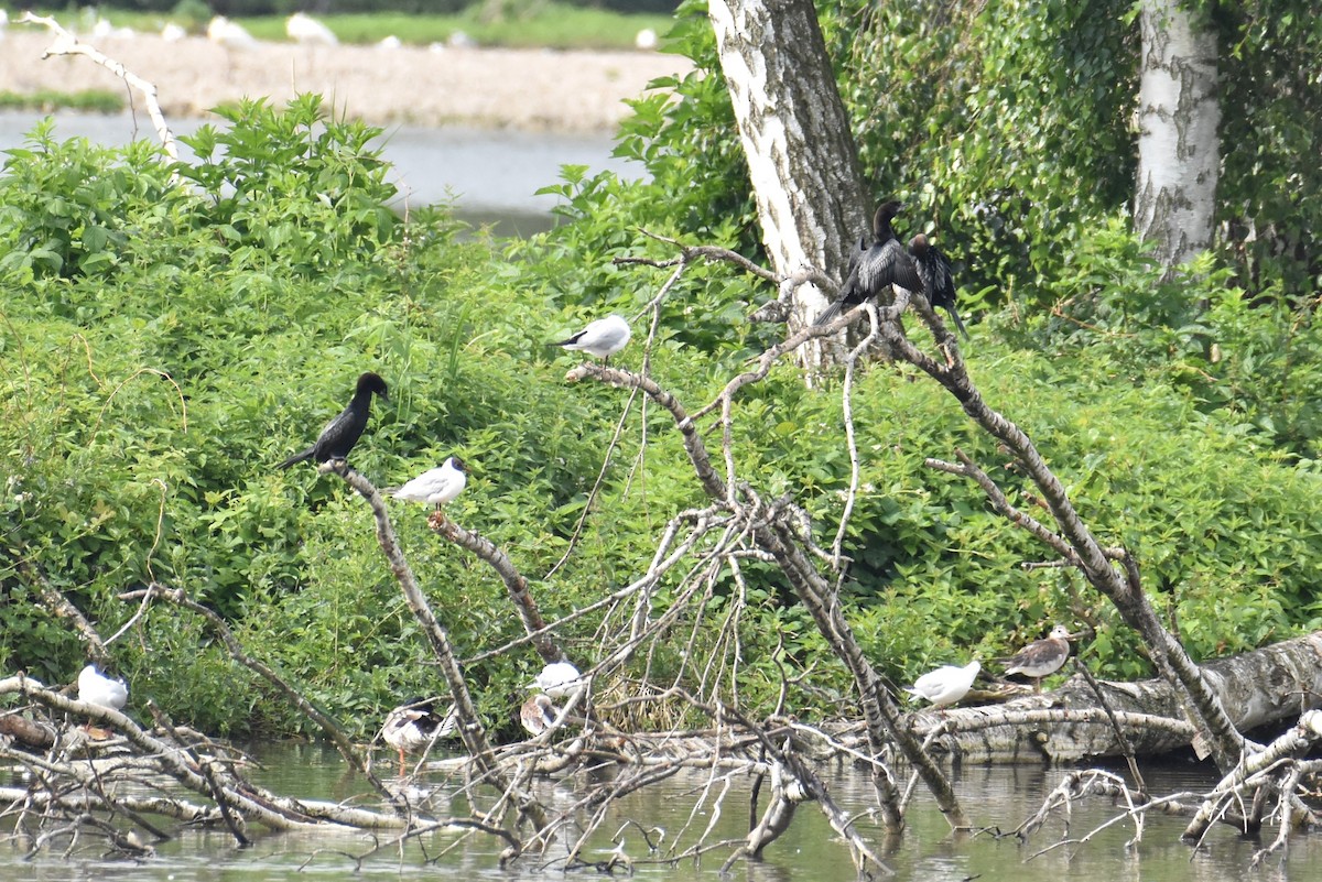 Pygmy Cormorant - ML619809946