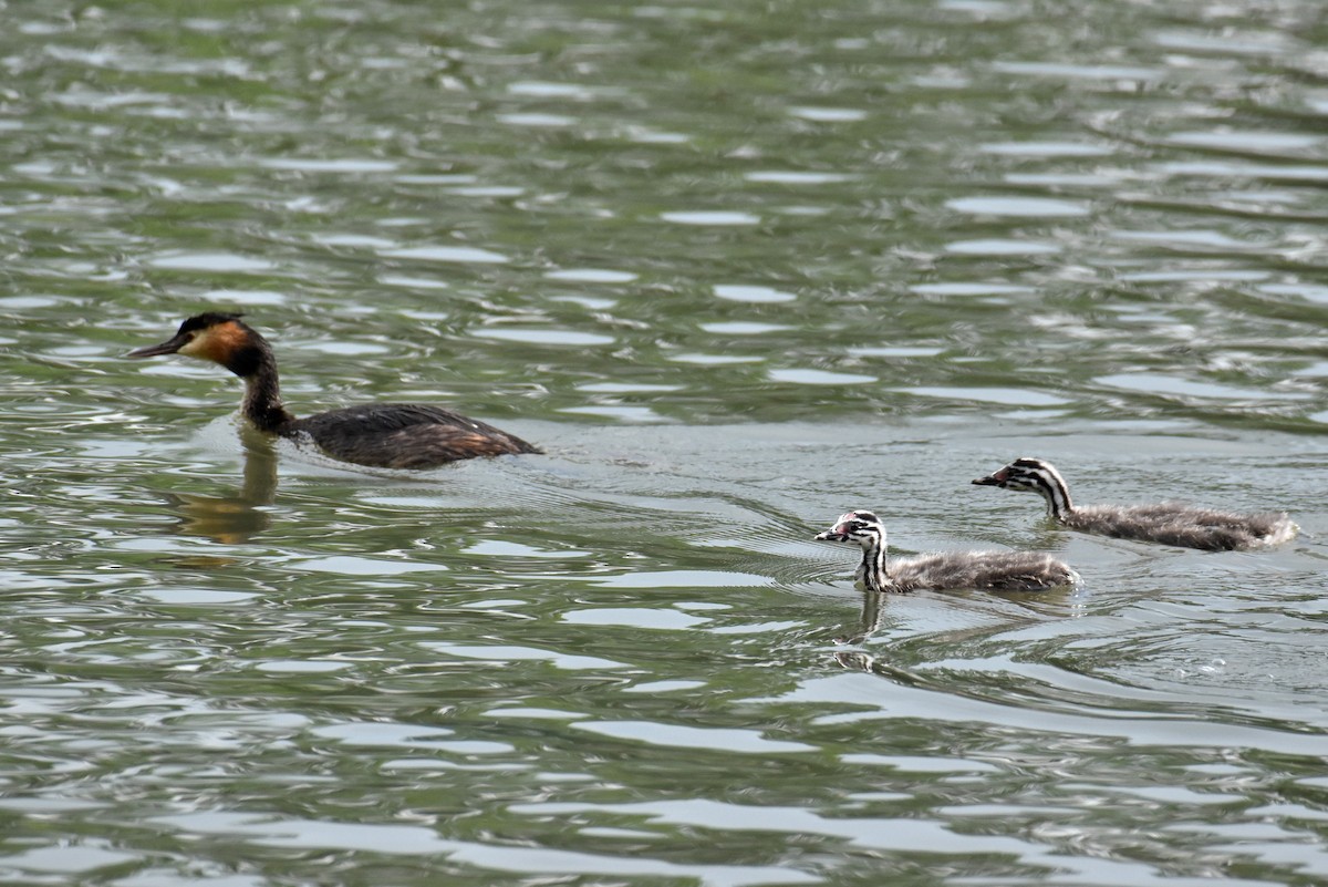 Great Crested Grebe - ML619809955