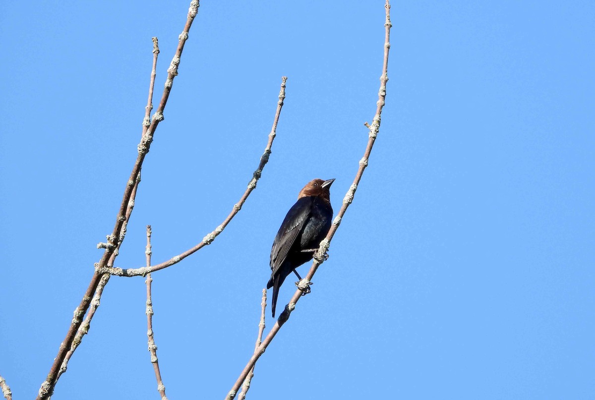 Brown-headed Cowbird - ML619809958