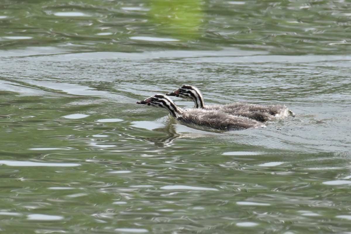 Great Crested Grebe - ML619809959