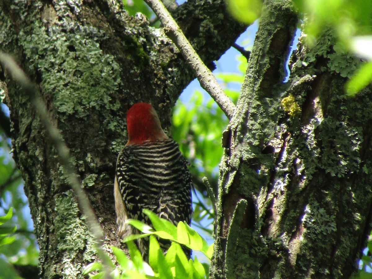 Red-bellied Woodpecker - ML619809960