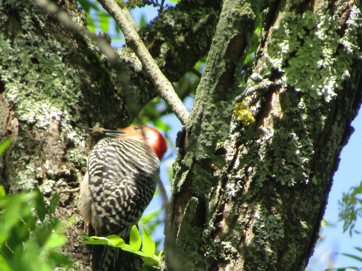 Red-bellied Woodpecker - ML619809962