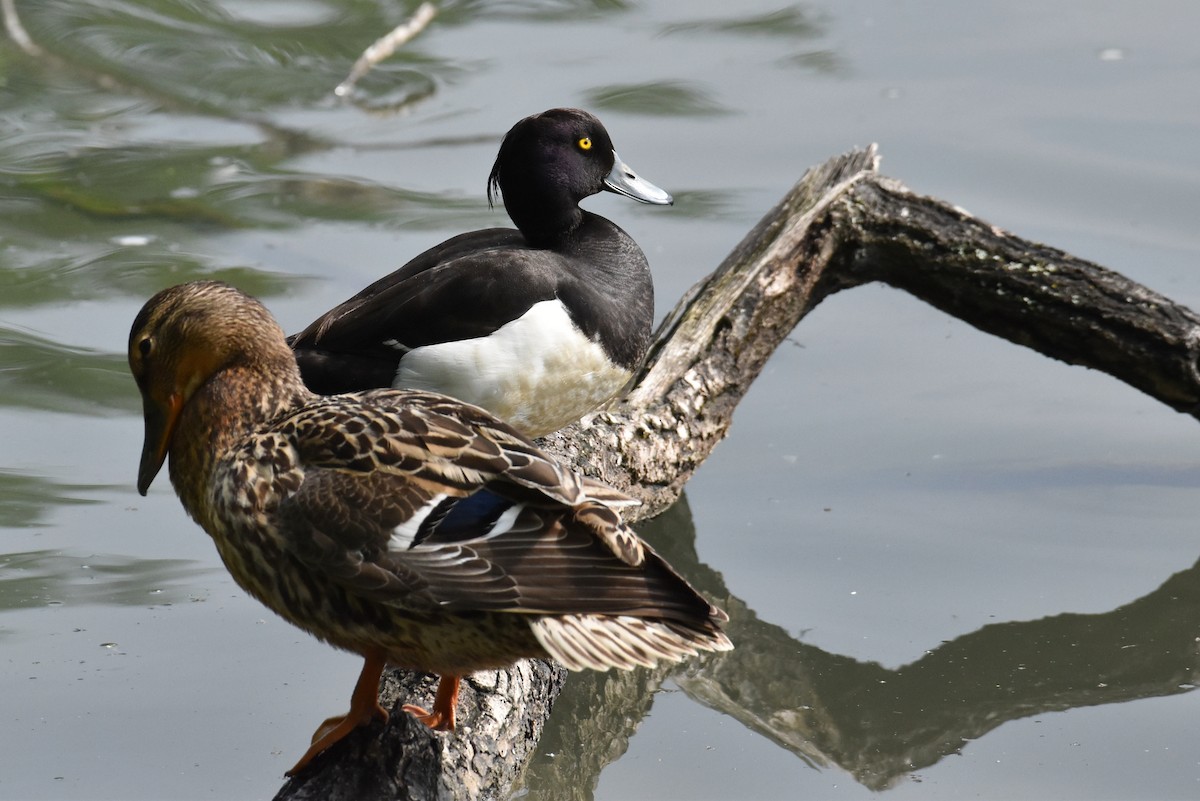 Tufted Duck - ML619809965