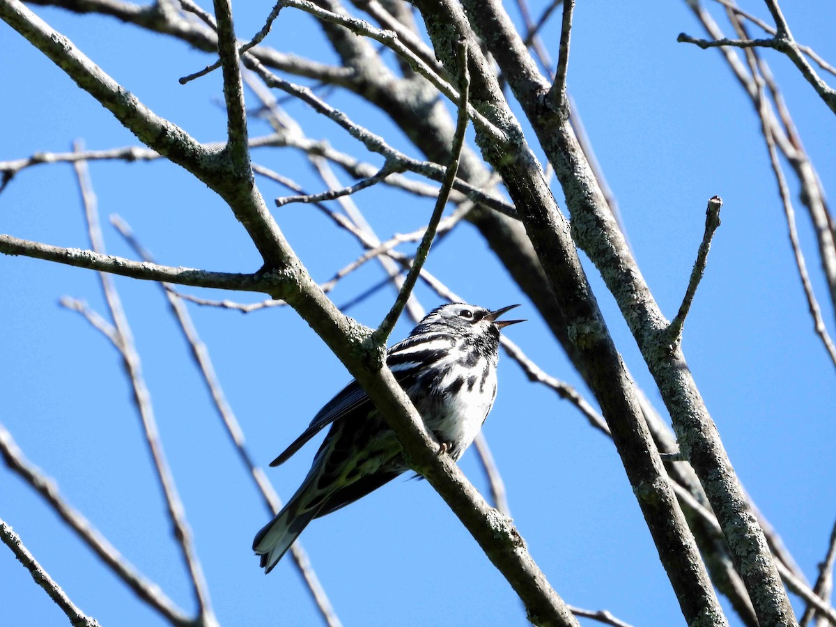 Black-and-white Warbler - ML619809970