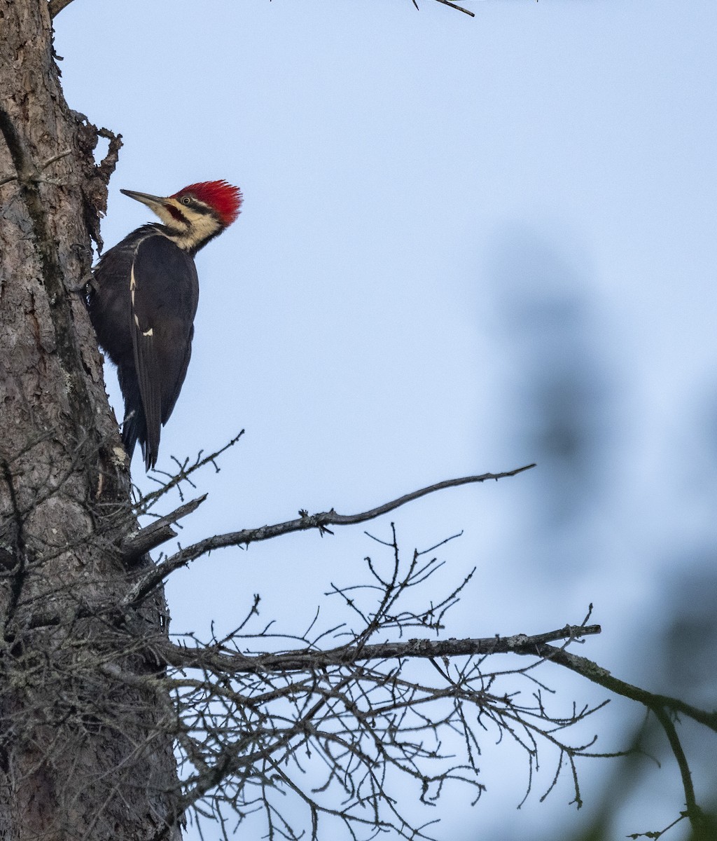 Pileated Woodpecker - ML619809971