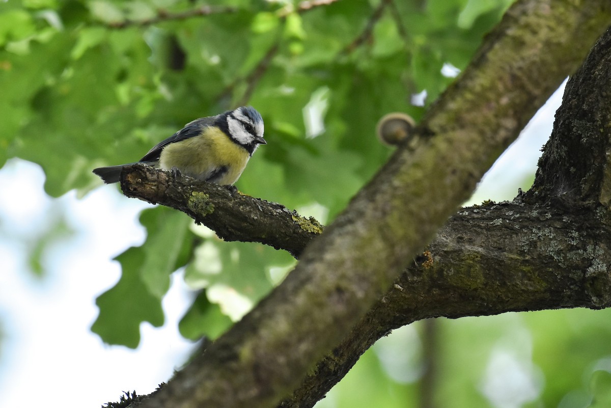 Eurasian Blue Tit - ML619809972