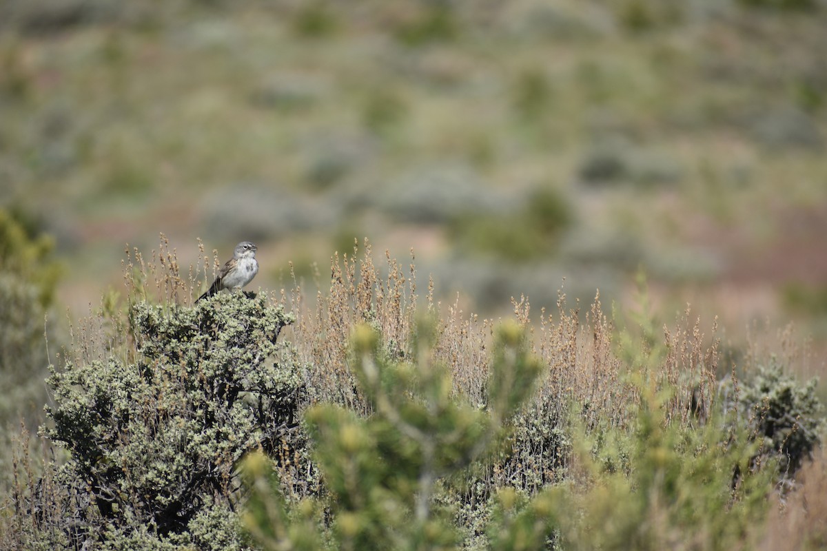 Sagebrush Sparrow - ML619809973