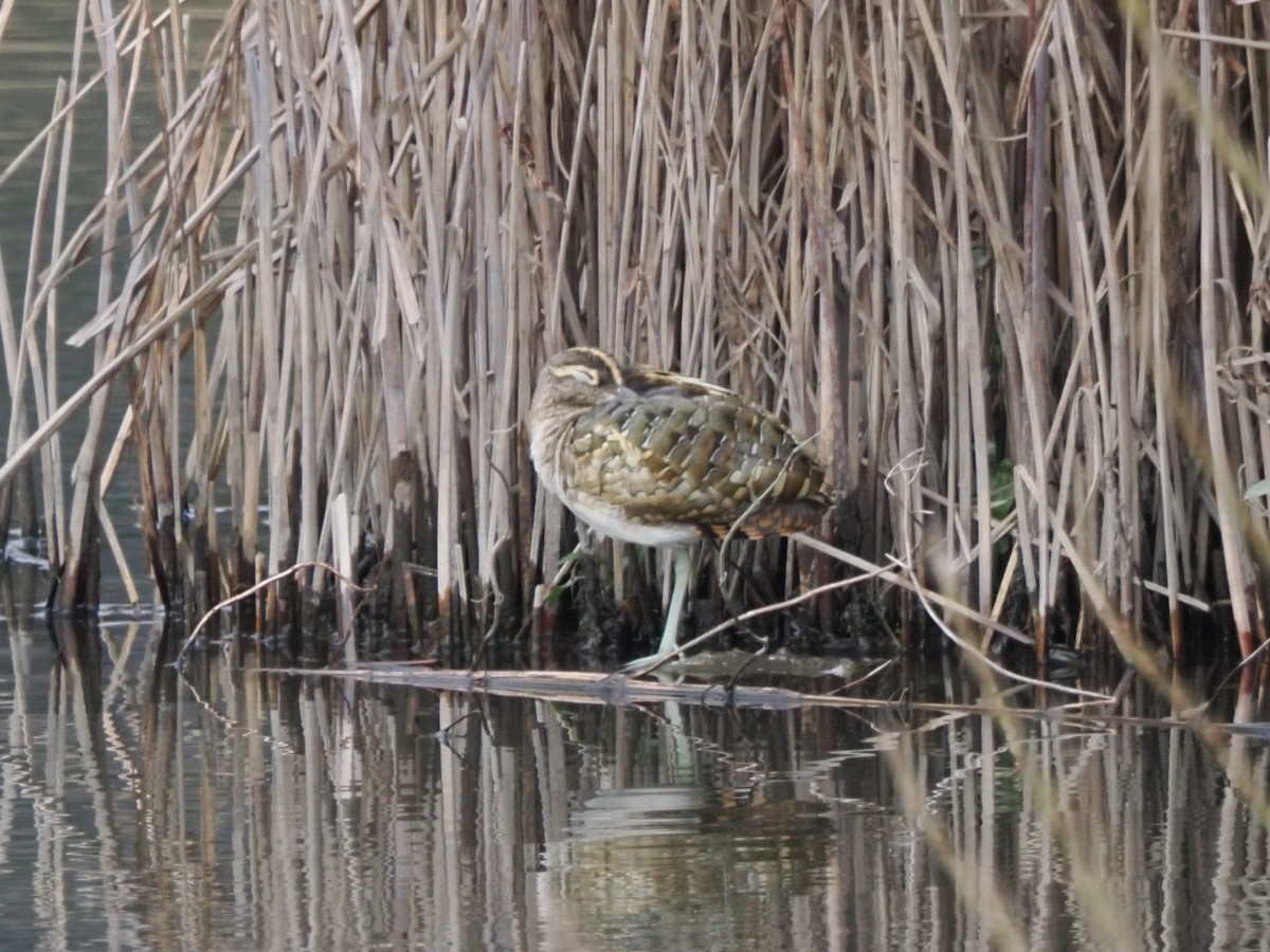 Greater Painted-Snipe - ML619809974
