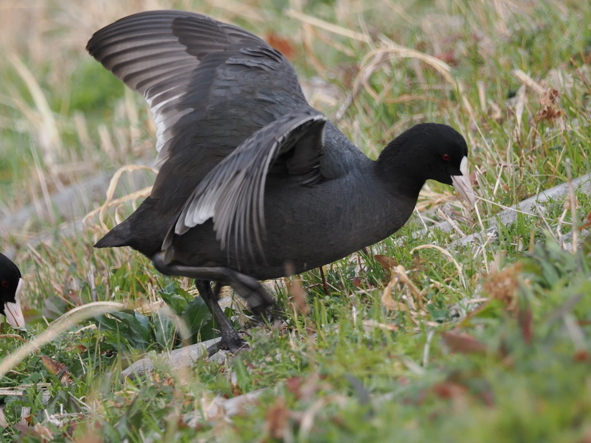 Eurasian Coot - ML619809975