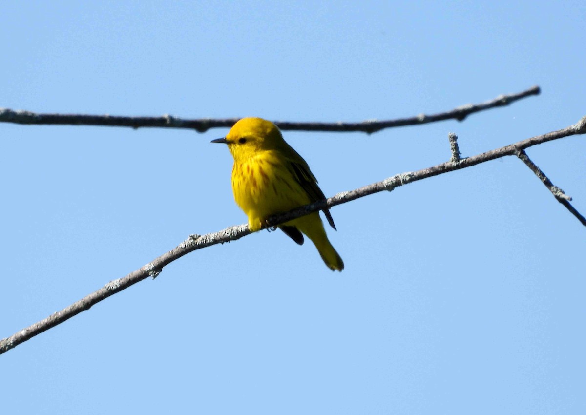 Yellow Warbler - Marc Belliard
