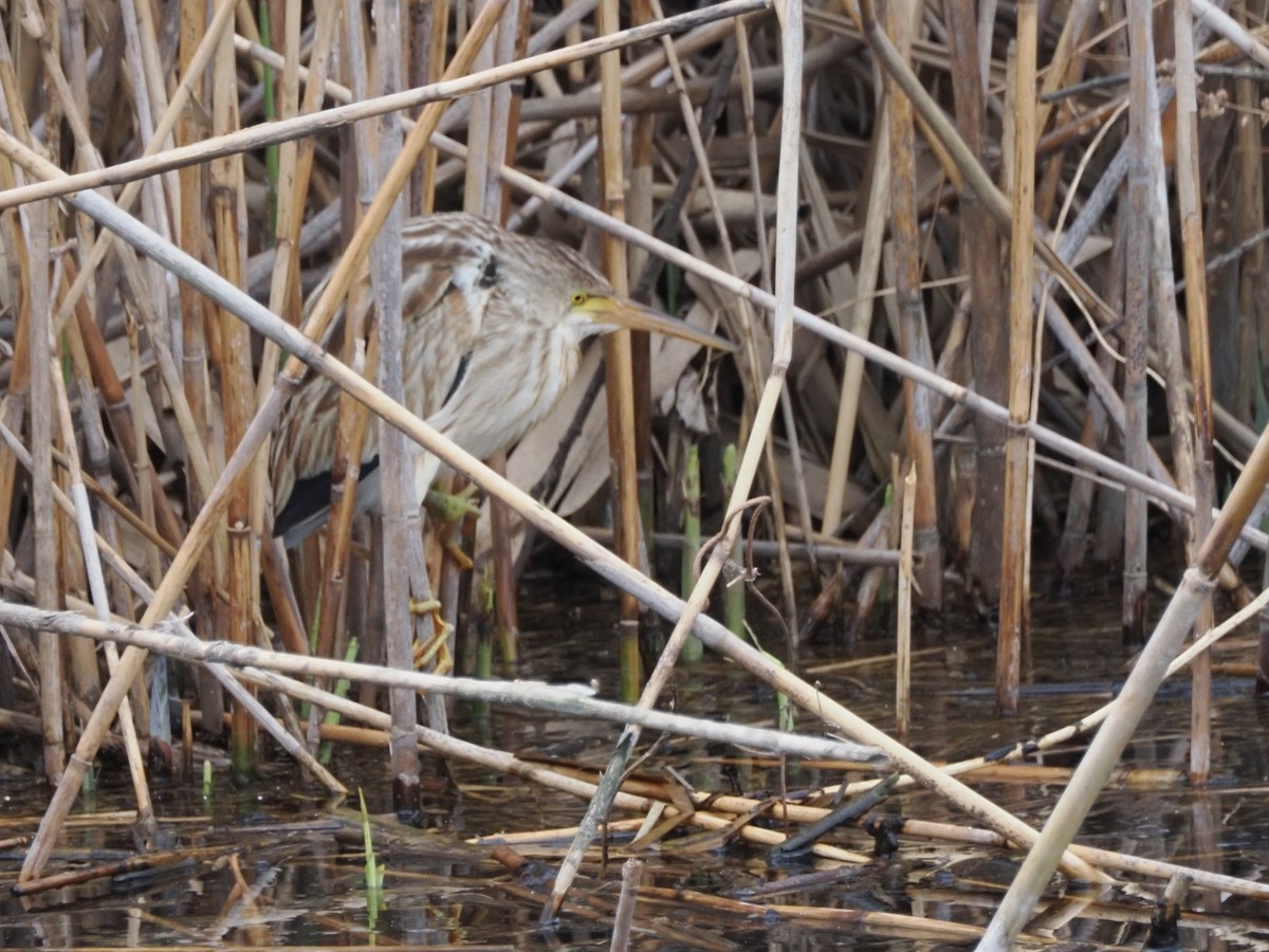 Yellow Bittern - ML619809983