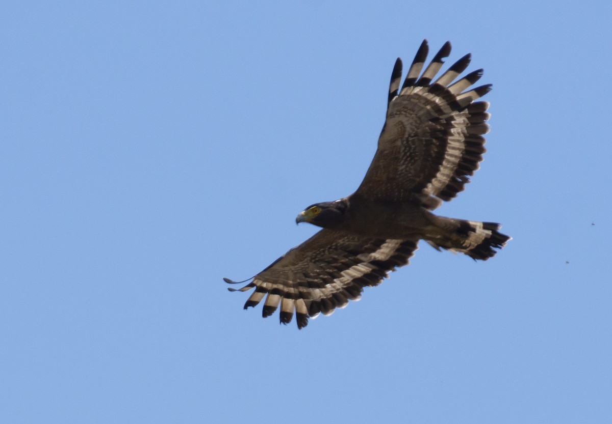 Crested Serpent-Eagle - ML619810009