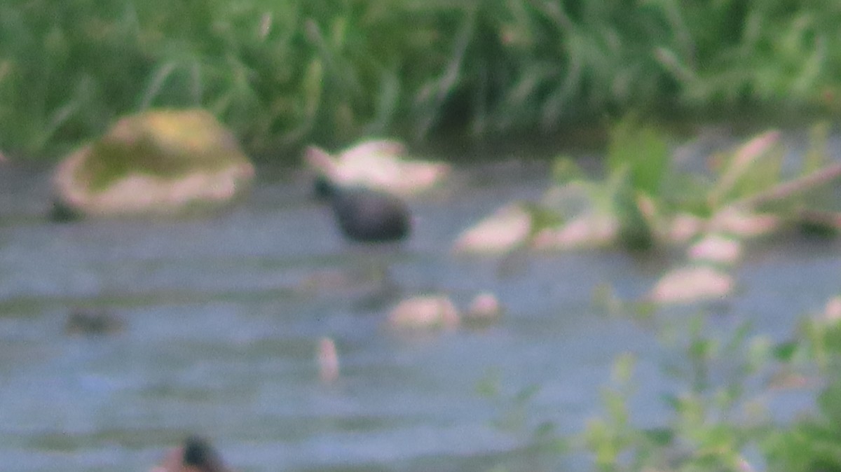 Common Gallinule - Gregory Allen