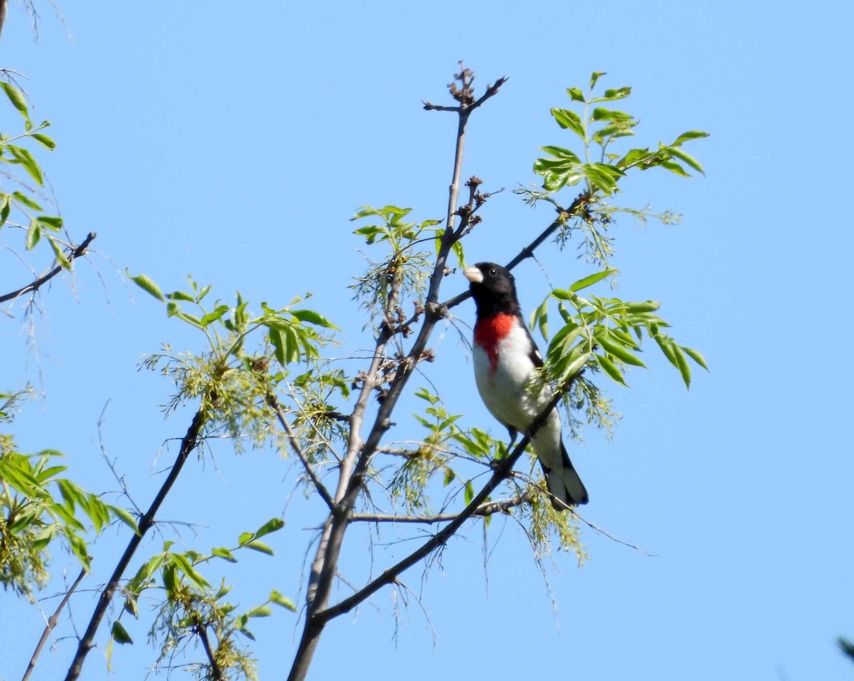 Rose-breasted Grosbeak - ML619810014