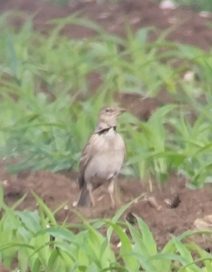 Calandria Común - ML619810022