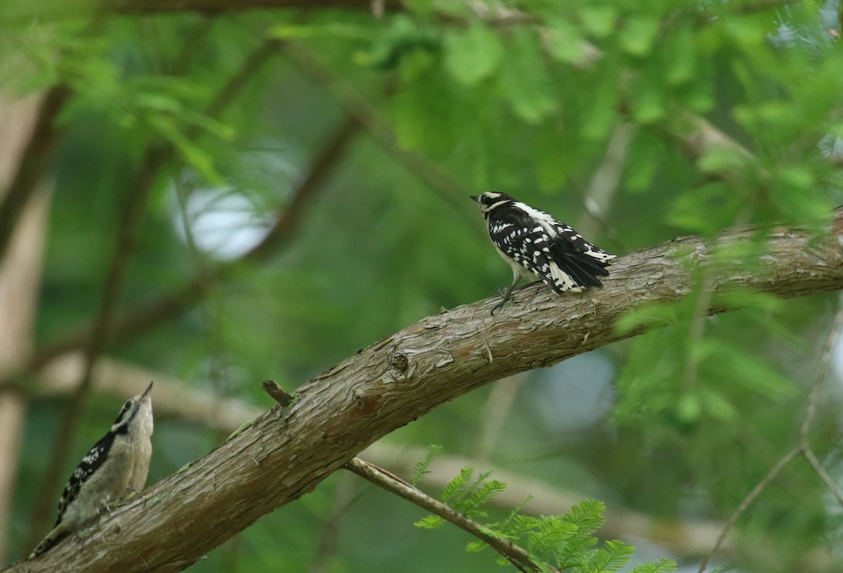 Downy Woodpecker - Sujata roy