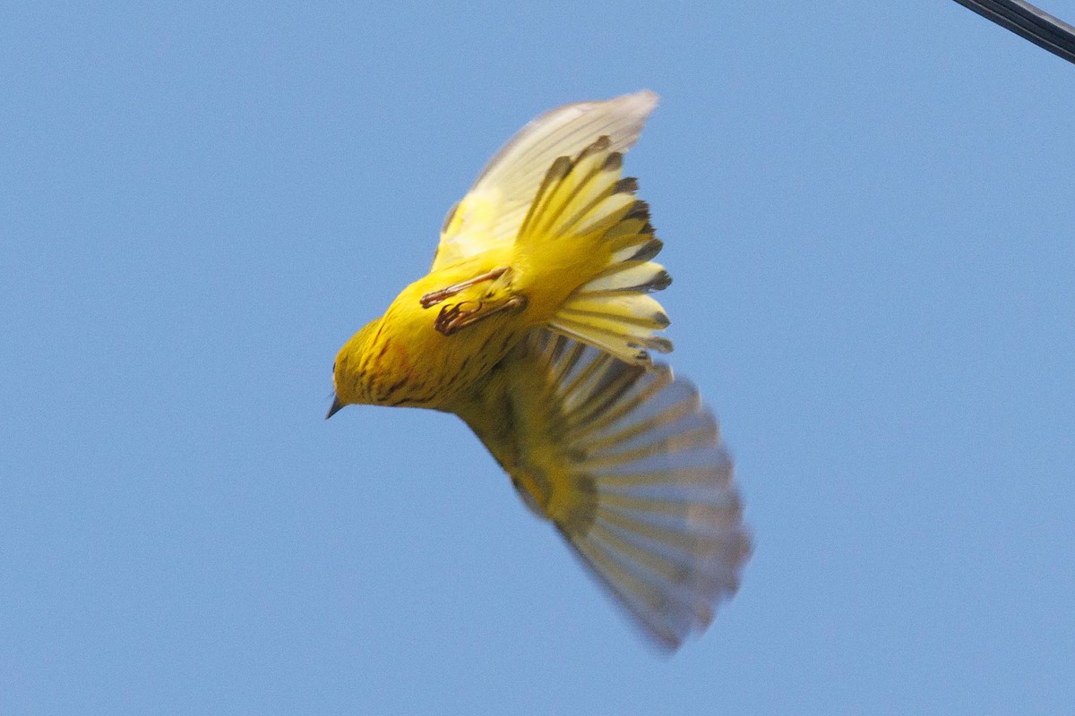 Yellow Warbler - ML619810060
